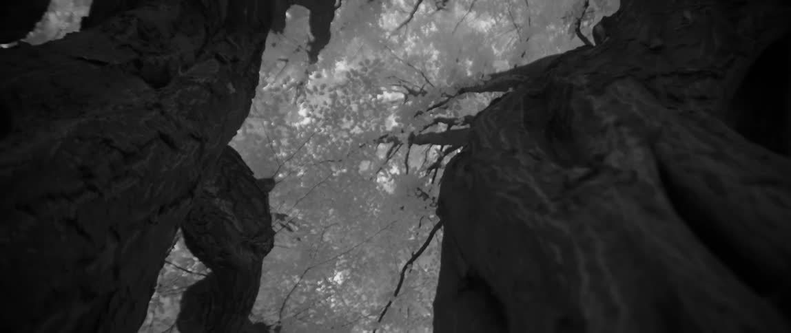 Tall trees tower into the sky