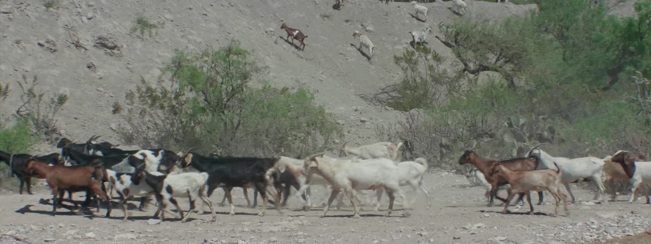 A herd of goats walks in a rural area