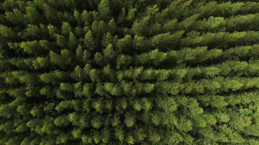 Trees grow in a forest