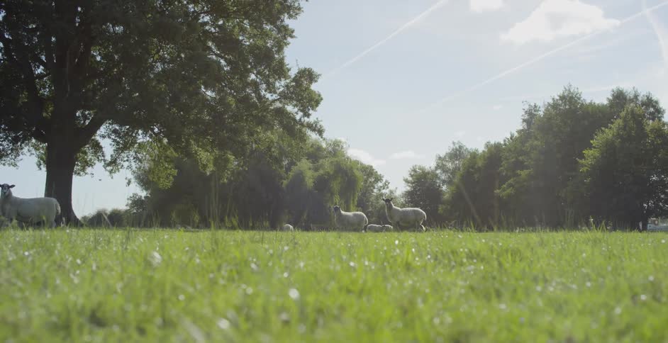 Sheep graze in a grassy meadow