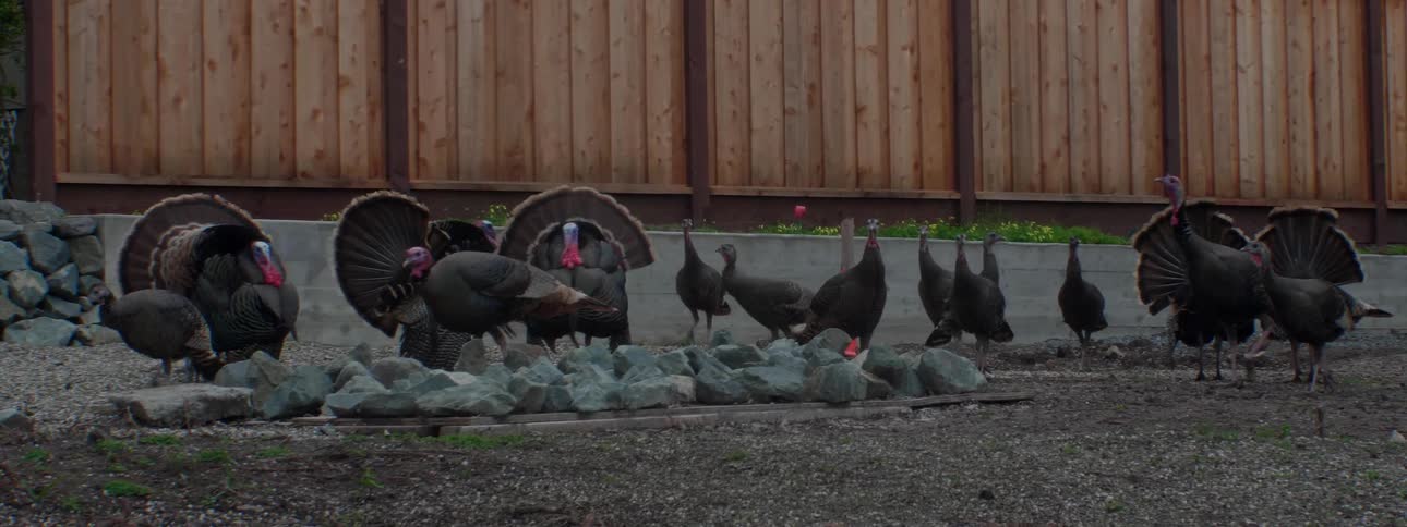 Turkeys walk back and forth in a fenced area