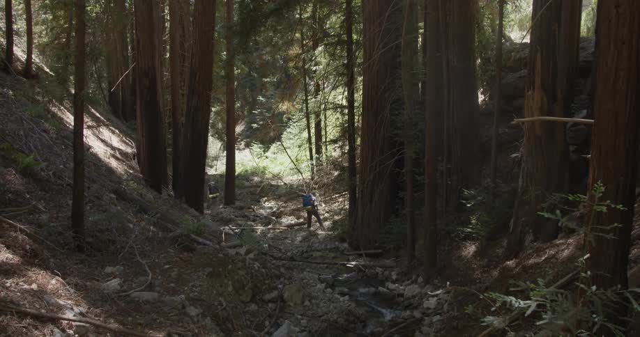 Hikers walk in a forest