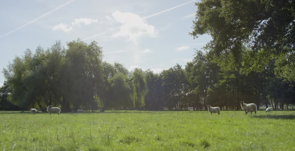 The sheep are standing around on the green field