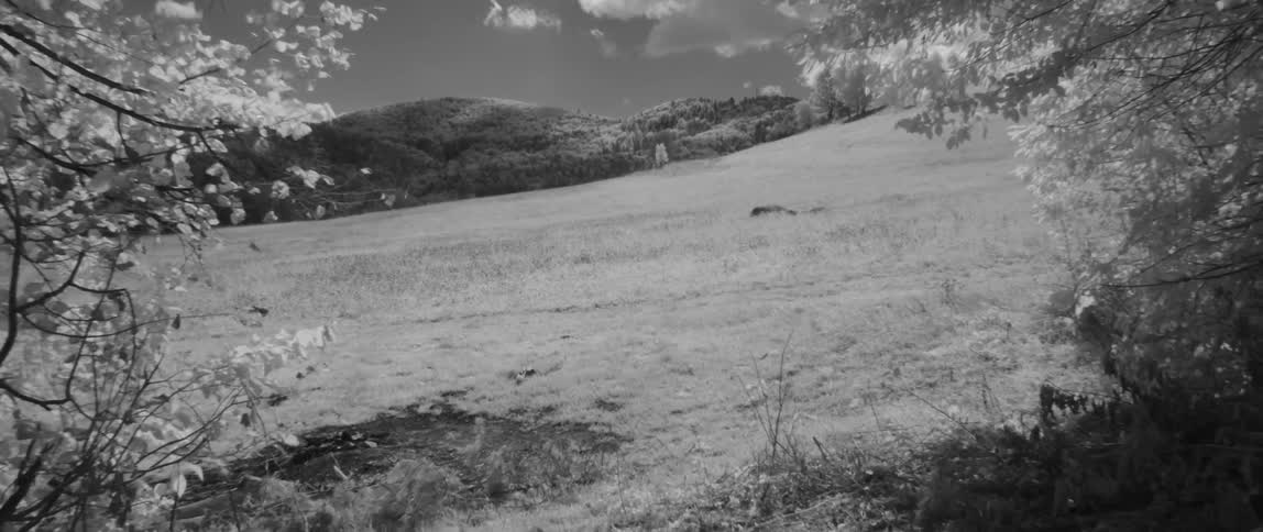 Trees sit next to an open meadow