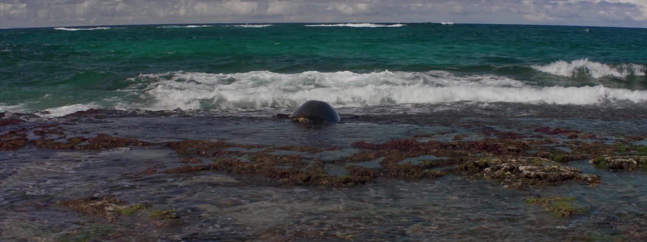 Ocean waves wash ashore a beach
