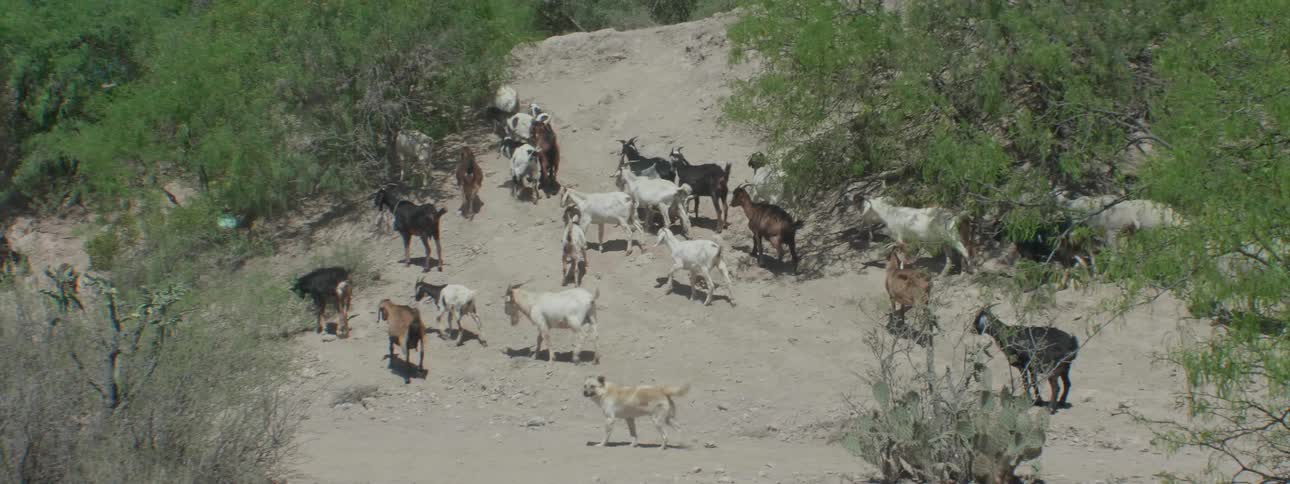 The goats are lead by a dog up the hill