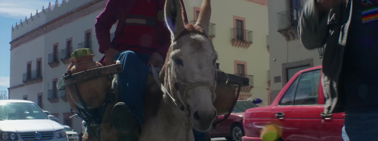 Man sits on a donkey in the downtown of a city