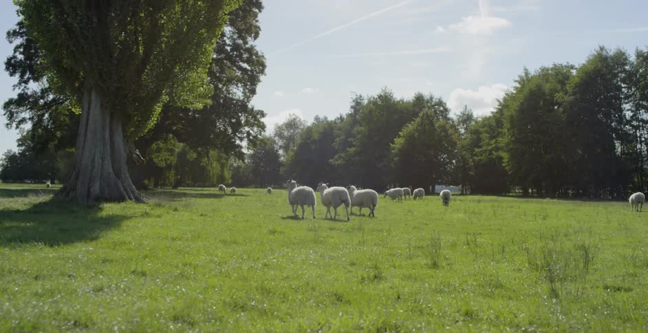 Sheep graze in a grassy field
