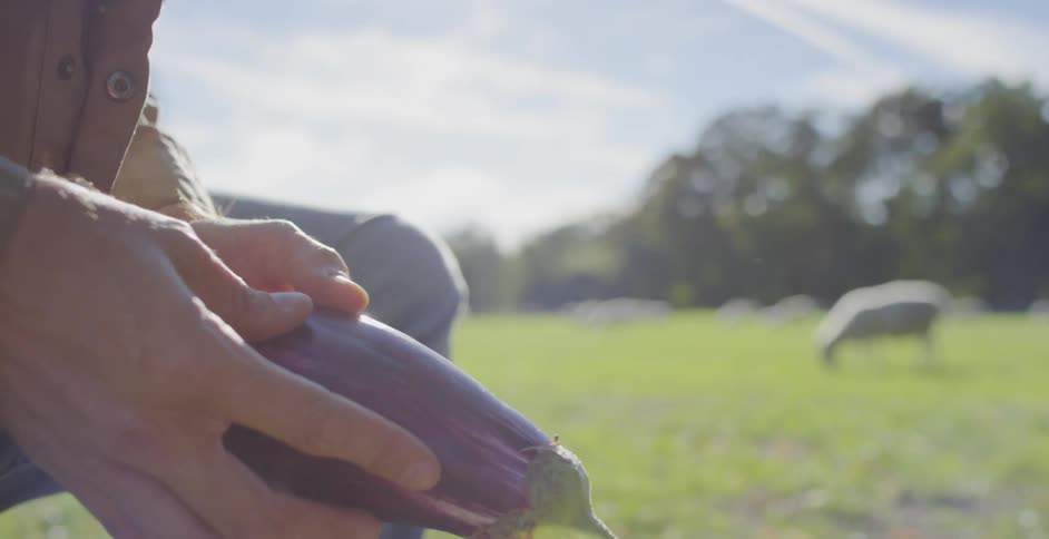 A man holds an eggplant in a grassy field
