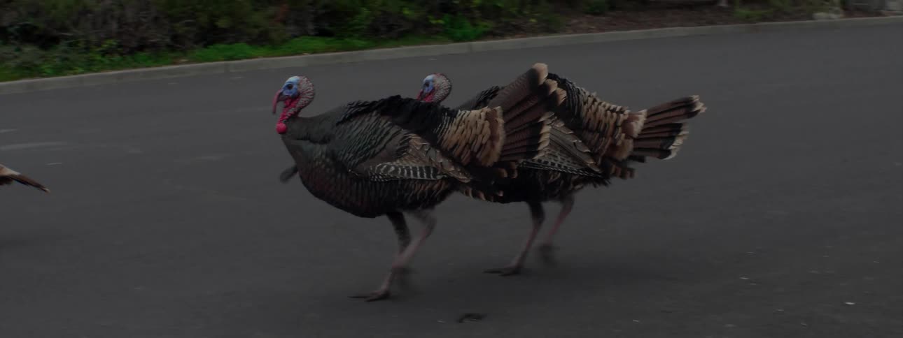 Turkeys cross a residential street