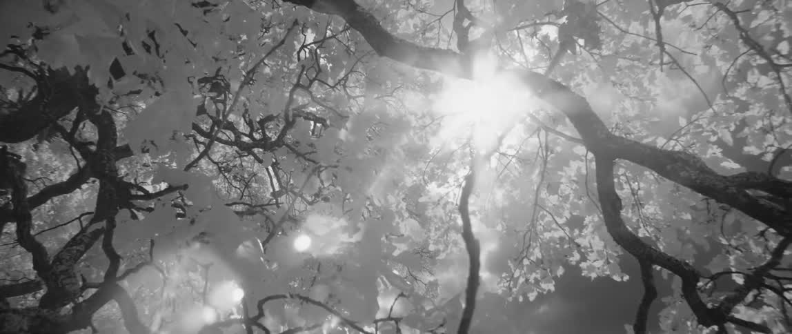 Sun shining through some branches and leaves as seen from beneath the trees
