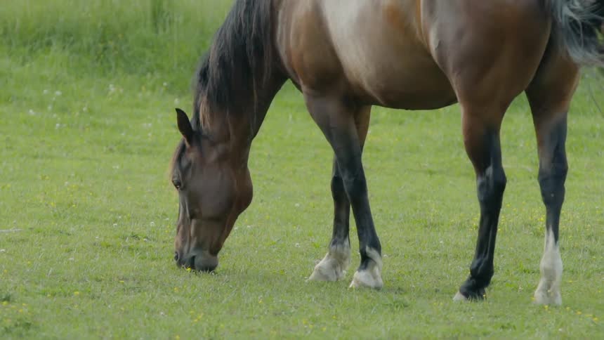 A brown horse grazes on grass