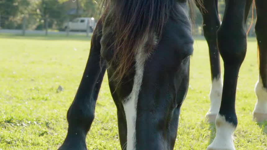 A horse grazes and chews grass