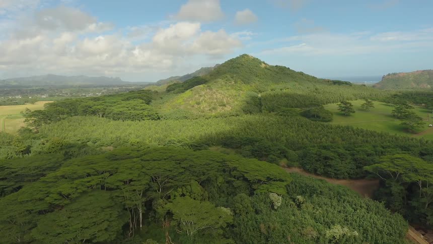 Tree canopy along a valley floor