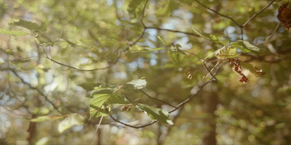 Leaves on tree branches are fluttering in the breeze on a sunny day