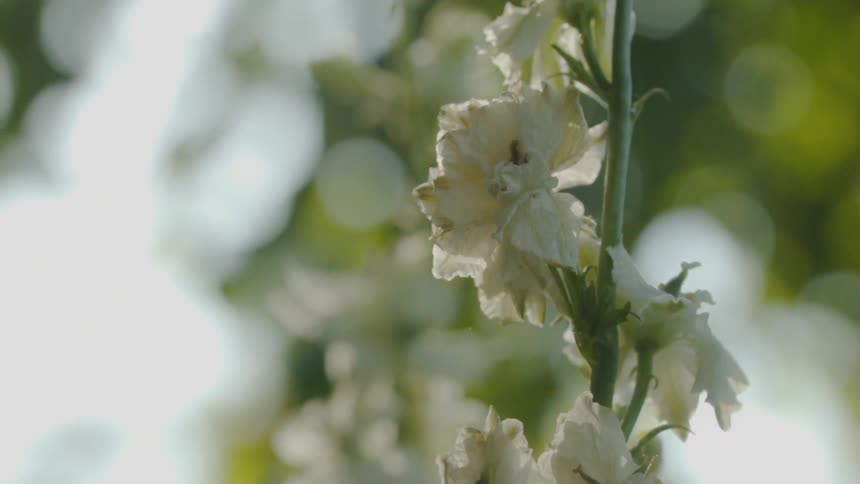 Flowering stems and branches on a sunny day