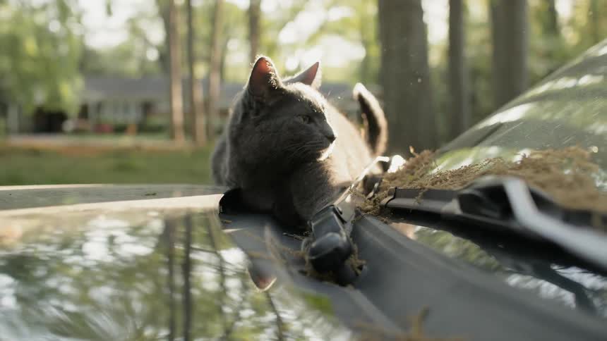 The cat is rolling around on the car hood