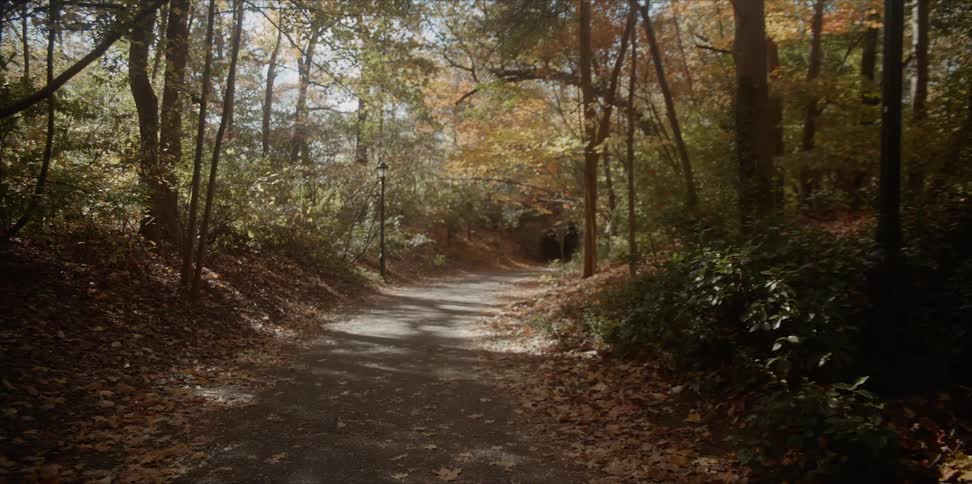 Path going through the woods
