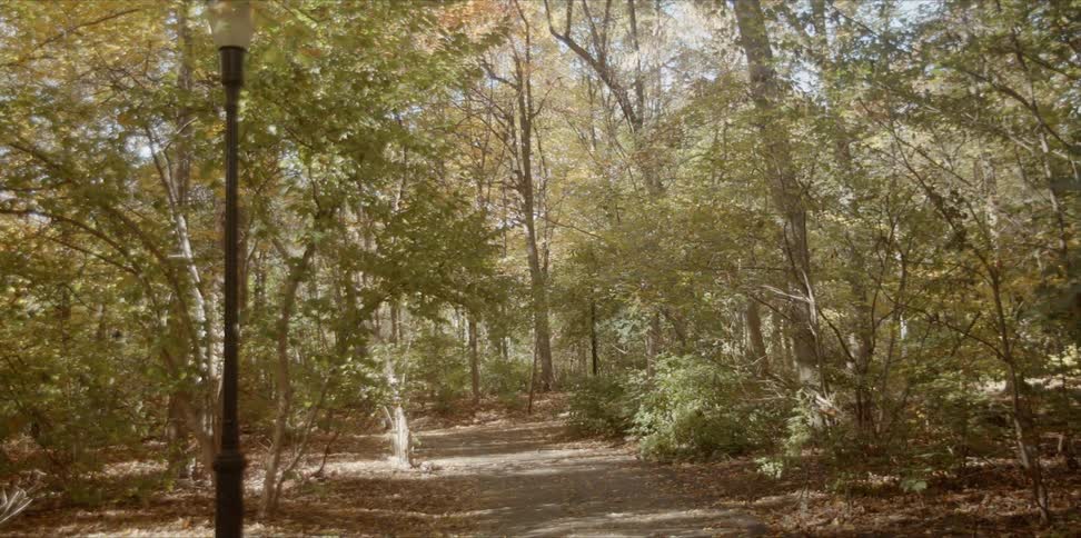 Trees grow in a forest