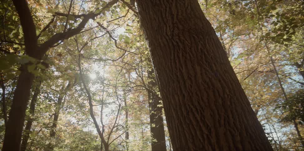 Sunlight is shining through the leaves of trees on a sunny day