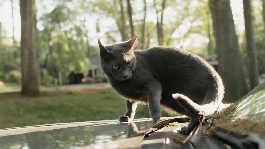 Cat sits on a car hood on a sunny day