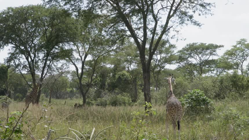 Giraffe stands on the savannah