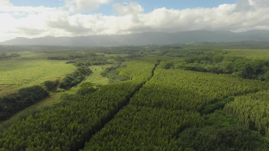 Lush green forest in the wilderness on cloudy day