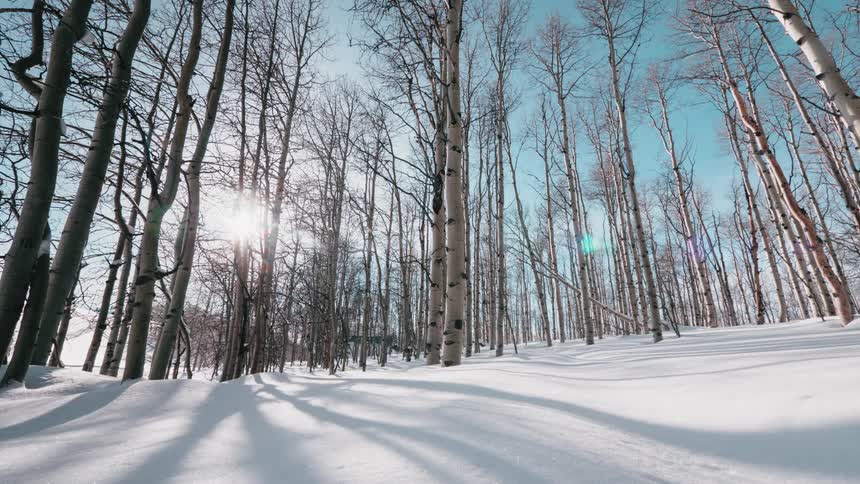 Sunlight shines through aspen trees