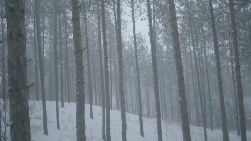 Woman jogging through tall forest as it snows