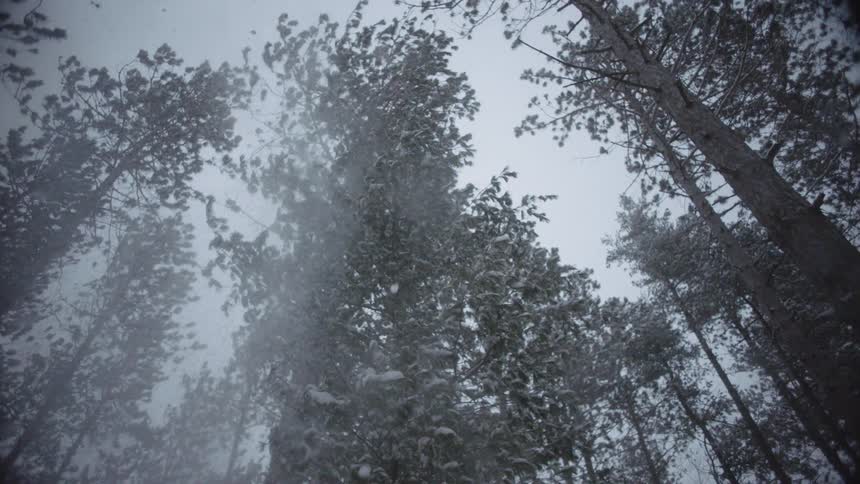 Snow falls from tall forest trees