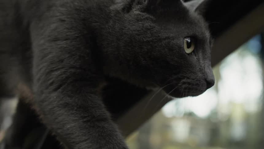 A cat is investigating a vehicle outside in daylight