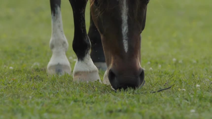 A horse eats grass in a field
