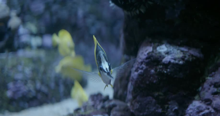 Fish swim in a fish tank