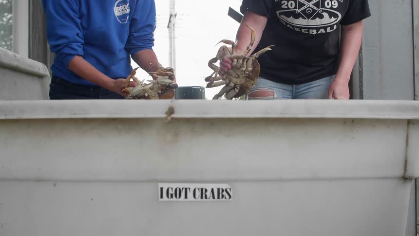 Two people lift crabs up from a container