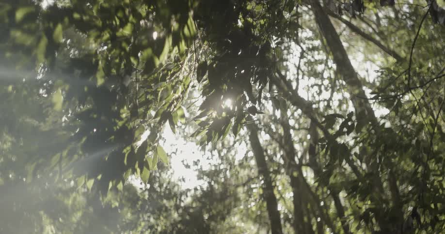 Sunlight shines through tree branches