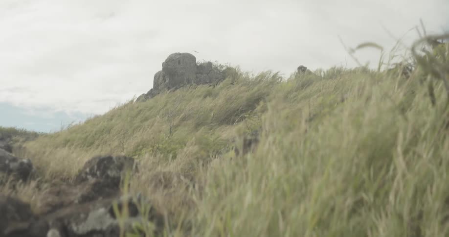 Wind blows through grass on a hill