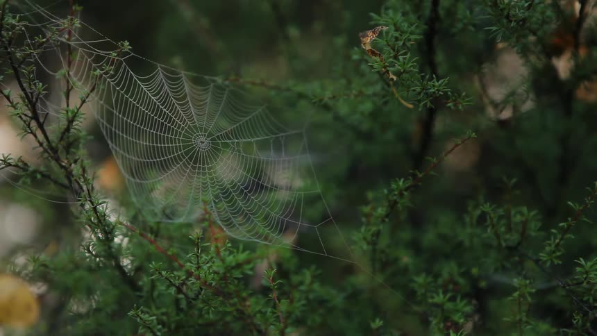A spider web shaking between two branches