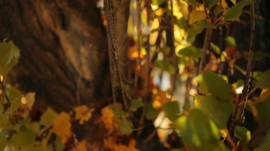 Close up view of a spider web in the forest
