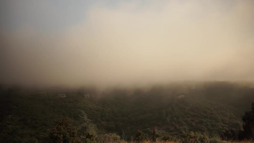 Fog hovering and flowing over forest