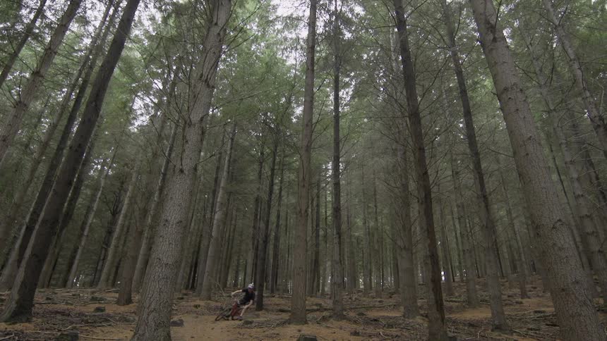 Large forest with tall trees as a man rides his bike between them