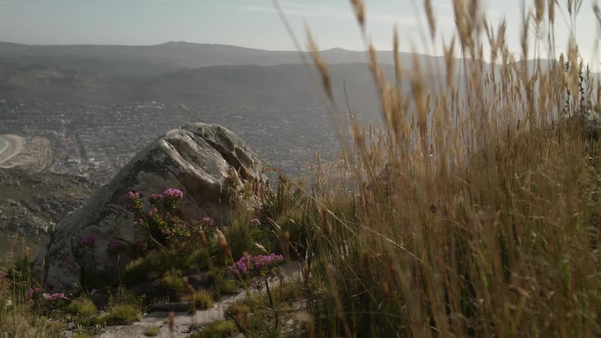 Small purple flowers line the hill