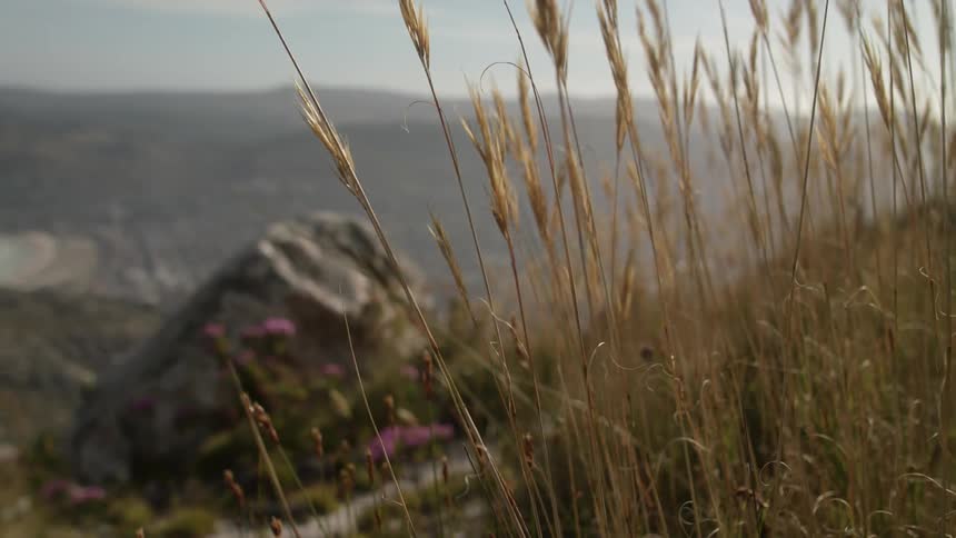 Grasses are swaying in the breeze on a sunny day in a natural setting