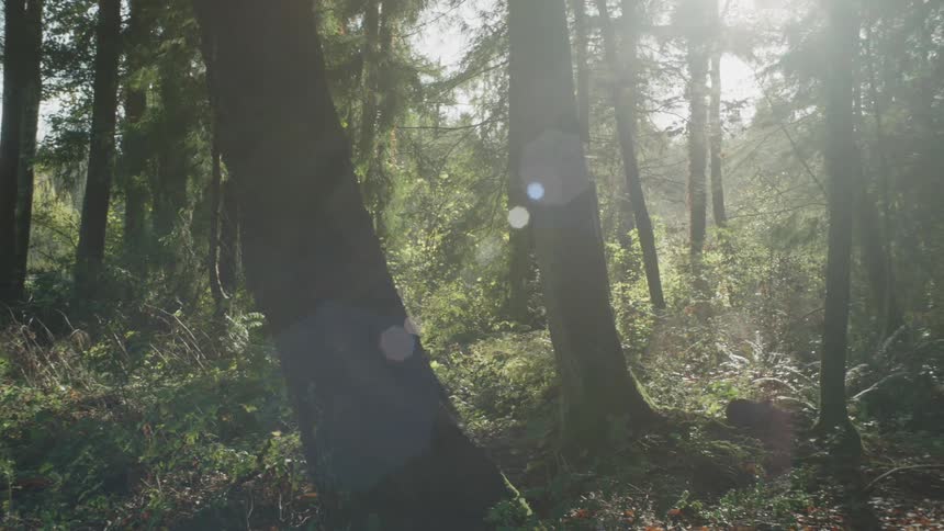 The sun is shining in the forest on the hill