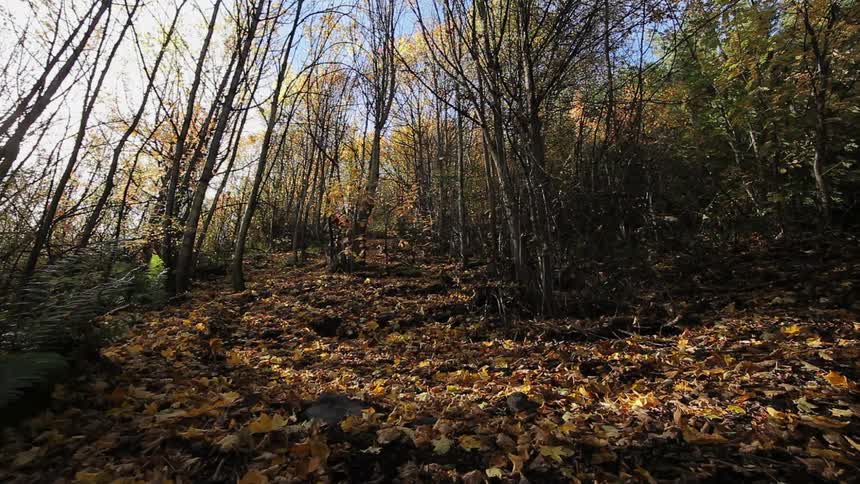 Mountain Biking Though Forest