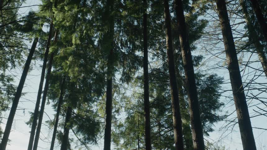 Trees stand in a forest