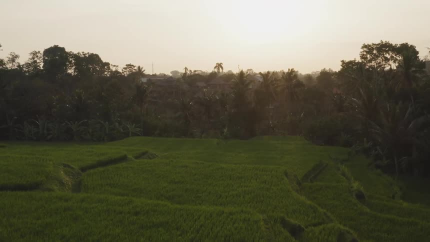 Green field sits next to a forest