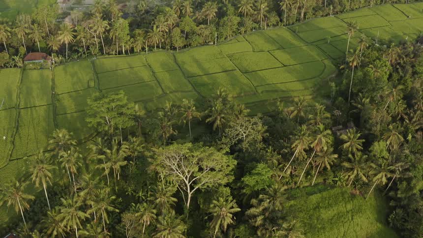 Forests of trees sit with green fields in between