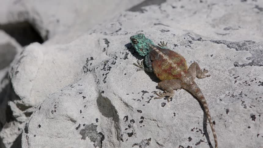 A lizard sits on top of a rock on a sunny day