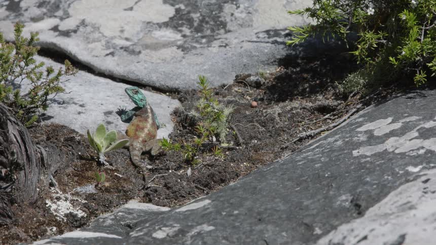 The lizard is crawling over the rocks