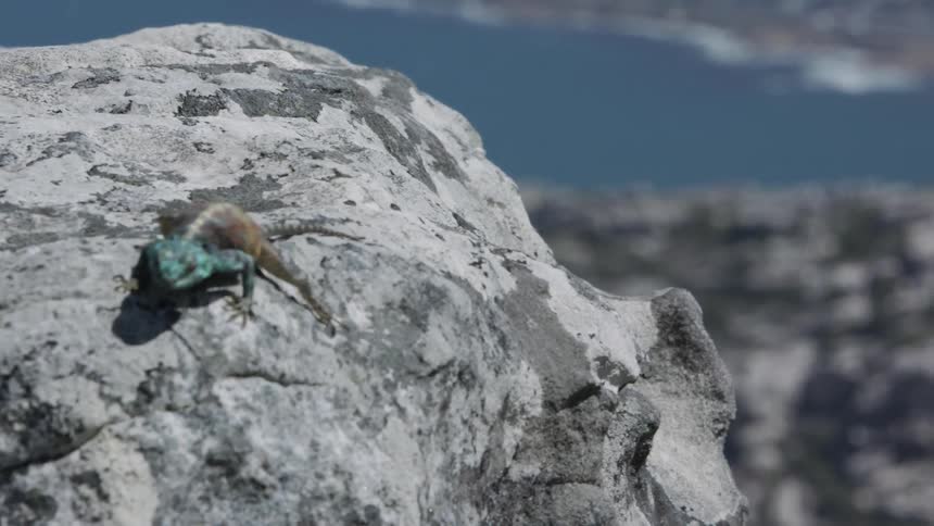 Lizard climbs over a large rock on a sunny day